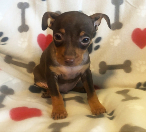 comprar cachorros sanos, baratos y asequibles para la venta